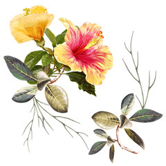 illustration of beautiful flower on white background