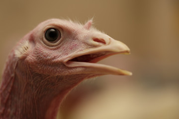 Portrait Head of turkey