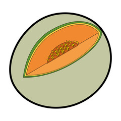cantaloupe fruit icon over white background vector illustration