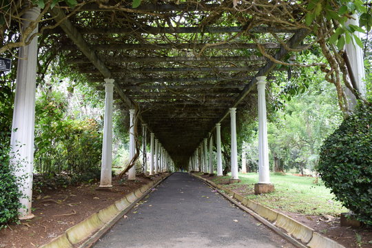 Laubengang im Botanischer Garten in Kandy