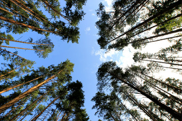 bottom view of the tops of tall pines in the forest