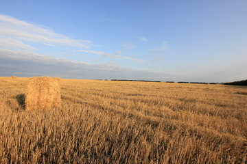 Obraz premium wheat field after harvest
