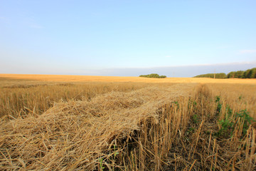 wheat field after harvest
