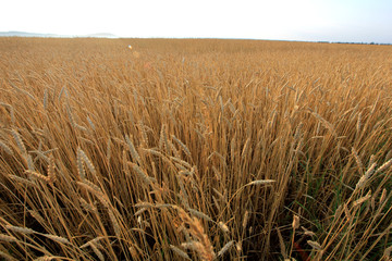 Fototapeta premium wheat field at dawn