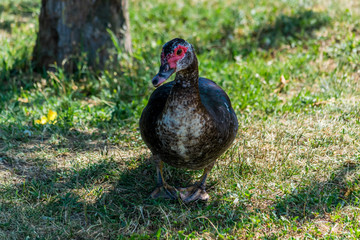 Canard de barbarie ou canard musqué.
