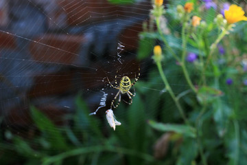 spider wasp and its victim