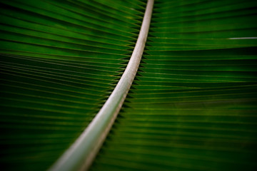Coconut tree leaf texture