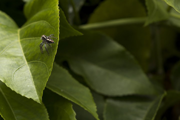 Tiny spider living on plants.