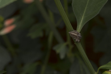 Tiny spider living on plants.