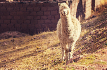 Llama