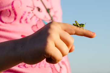 grasshopper on the child's hand