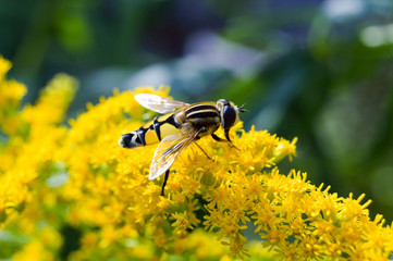 Sumpfschwebfliege