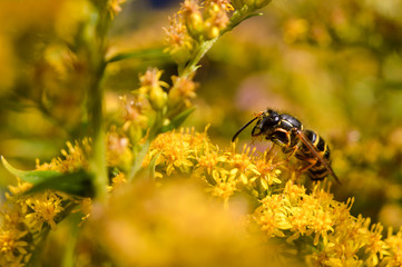 Wespe beim putzen