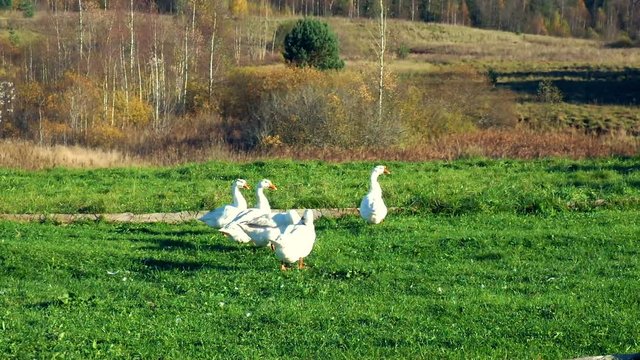 Flock of geese grazing in the meadow and preen their feathers