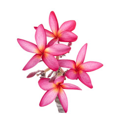 Plumeria flower on a white background