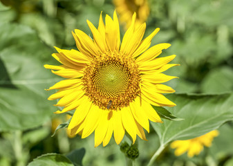 sunflower