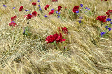 Ears of wheat with flowers poppy and cornflower, background