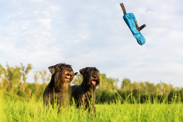 two standard schnauzer looking for a thrown treat bag