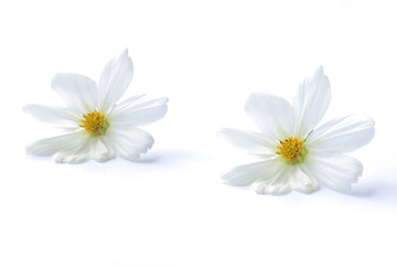 Fototapeta na wymiar white cosmos flower isolated