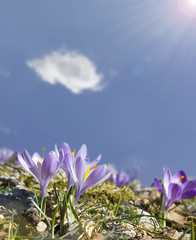 close up of beauty violet crocus