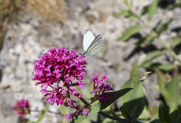  Centranthus ruber and White butterfly