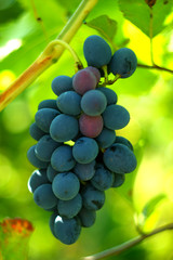 Blue grapes. Healthy fruits Red wine grapes in the vineyard, dark grapes/wine grapes, ready to harvest. autumn