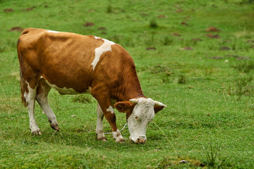 Fototapeta na wymiar Cow on a pasture in the alps