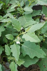 Solanum virginianum plant in nature garden