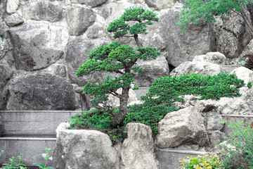 Bonsai tree among stones
