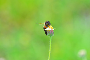 a Bee perched on the beautiful flower
