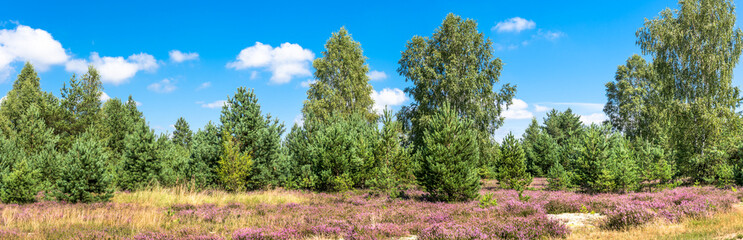 Flowers of heather on field, panorama, green nature under blue sky, early autumn, Poland
