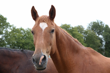 Obraz premium Horses grazing on pasture. Summer