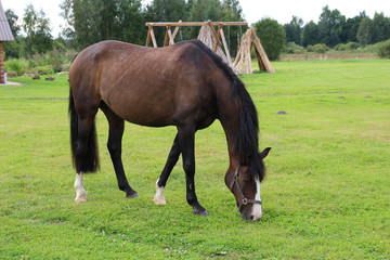 Horses grazing on pasture. Summer