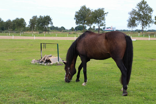 Horses grazing on pasture. Summer