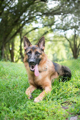 German Shepherd  in the park 