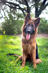 German Shepherd  in the park 
