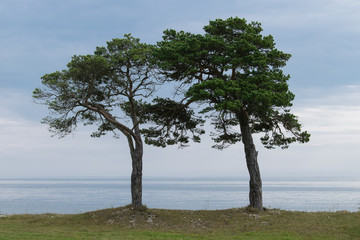 Two lonely trees on still sea and sky on the background