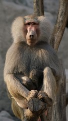 Baboon