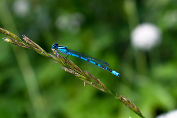 Blue dragonfly sitting on the plant, resting. Close look
