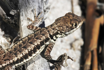 Calango (Tropidurus torquatus) | Amazon lava lizard