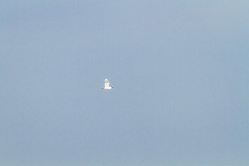 White Egret Flying / White Egret Flying Into The Air At Blue Sky Background.