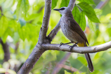 Yellow-Vented Bulbul (Pycnonotus goiavier) / Yellow-Vented Bulbul (Pycnonotus goiavier)