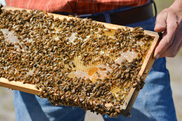 beekeeper is holding bees' honeycomb with bees in his hand. 