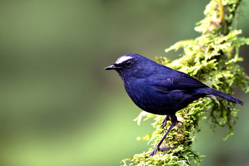 Fascinated dark blue perching on mossy branch over fine green background, White-browed Shortwing (Brachypteryx montana)