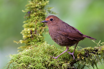 Female of White-browed Shortwing (Brachypteryx montana) beautiful brown bird fully perching on mossy ground in nature, fascinated nature