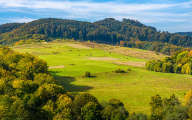 Fototapeta na wymiar rural pasture fields near the forest on Carpathian hills. beautiful agricultural scenery in early autumn