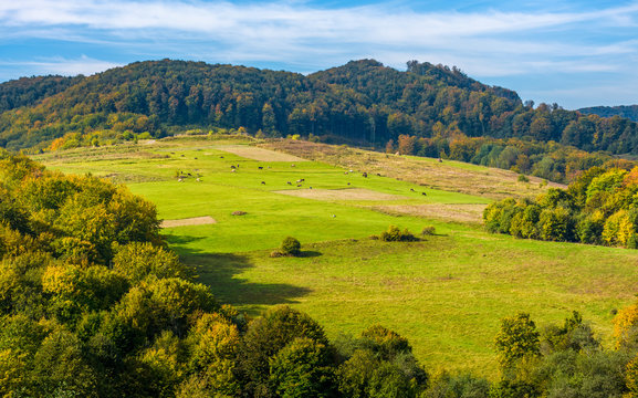 rural pasture fields near the forest on Carpathian hills. beautiful agricultural scenery in early autumn