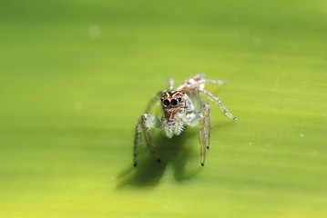 Fototapeta premium Aranha-saltadora (Salticidae) | Jumping spider