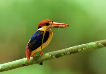 Oriental Dwarf or Black-backed Kingfisher perching on wood branch carrying lizard to feed its babies, lovely nature
