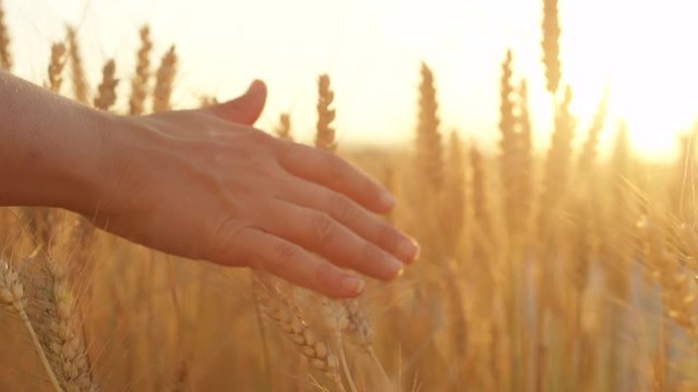 SLOW MOTION, CLOSE UP, DOF: Woman's hand touching yellow wheat heads in lush field on countryside farm at golden light sunset. Female fingers stroking dry wheat. Beautiful plants swaying at sunrise